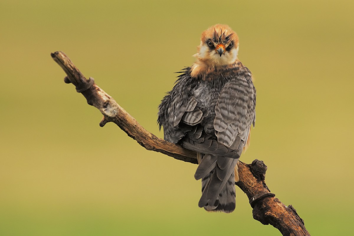 Red-footed Falcon - ML198897641