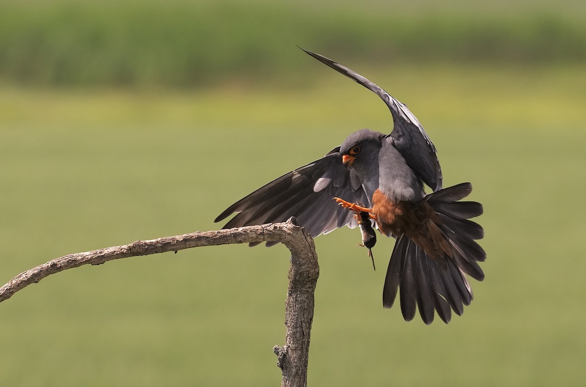 Red-footed Falcon - ML198897701