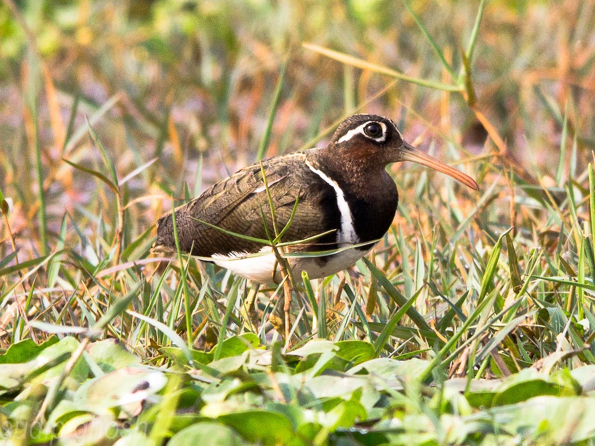 Greater Painted-Snipe - ML198898481