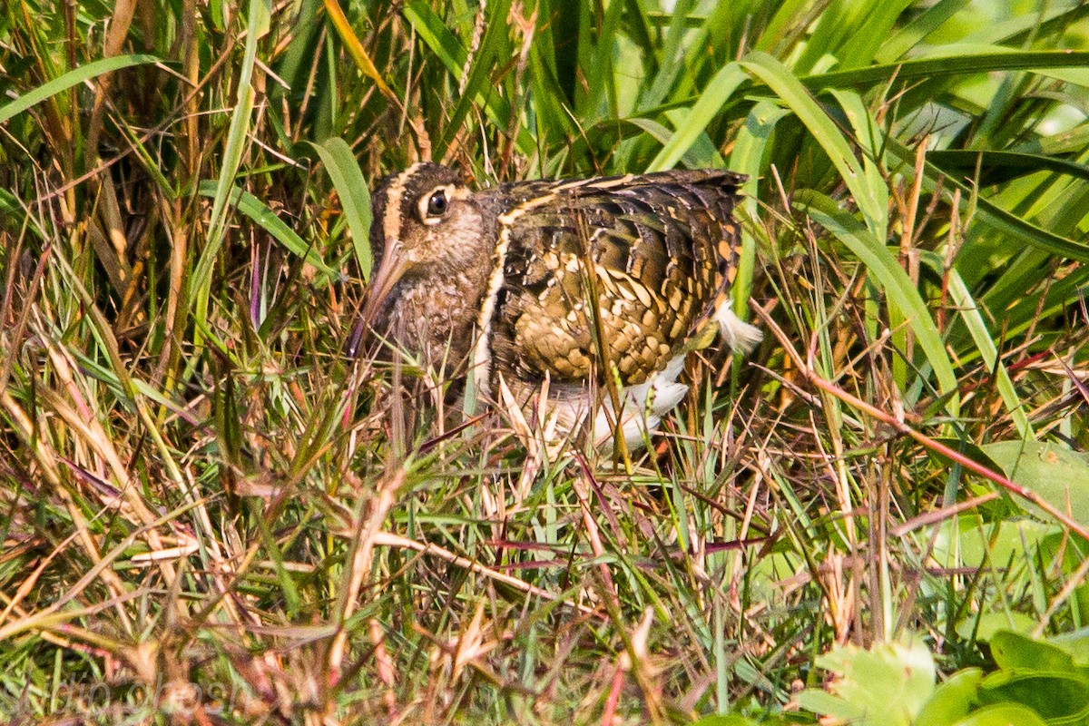 Greater Painted-Snipe - ML198898691