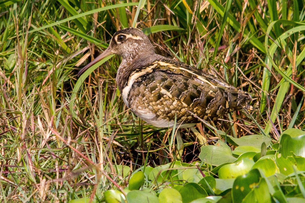 Greater Painted-Snipe - ML198898801