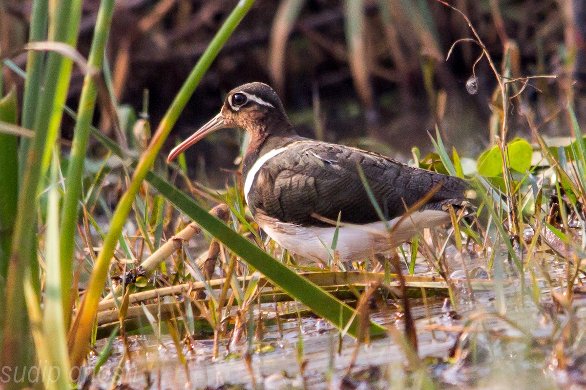 Greater Painted-Snipe - ML198898811