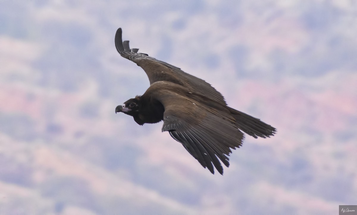 Cinereous Vulture - Ali Usman Baig
