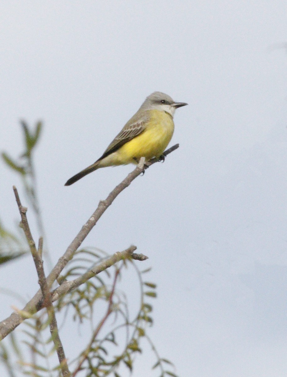 Couch's Kingbird - Stephen Cook