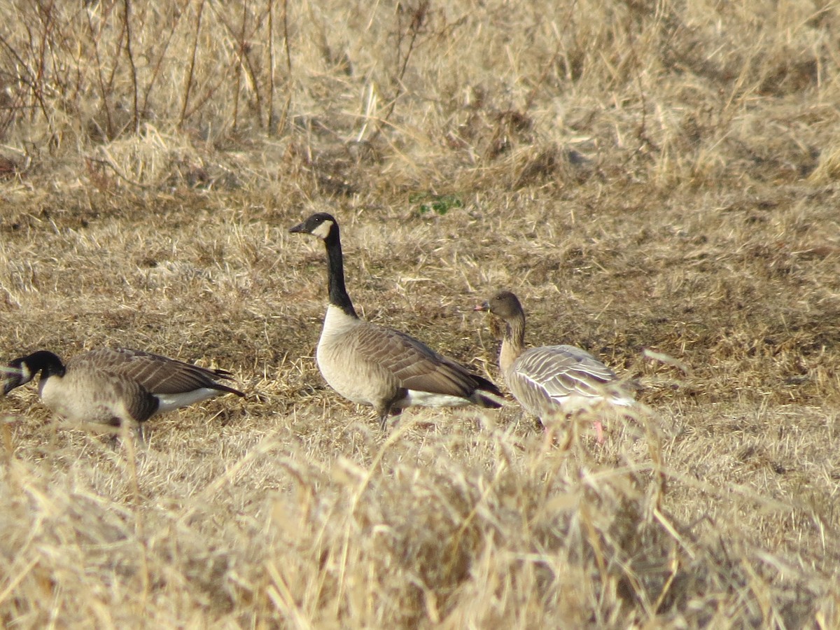 Pink-footed Goose - ML198910911