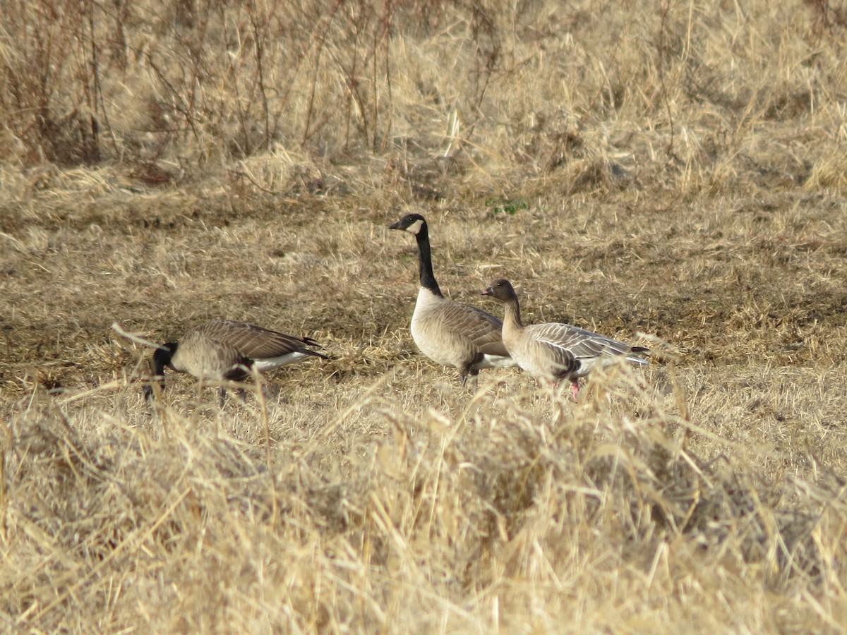 Pink-footed Goose - ML198910931