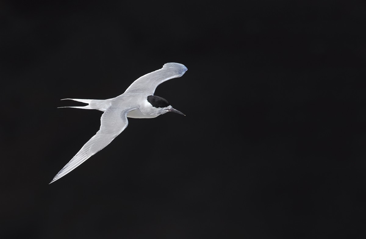 White-fronted Tern - ML198911981