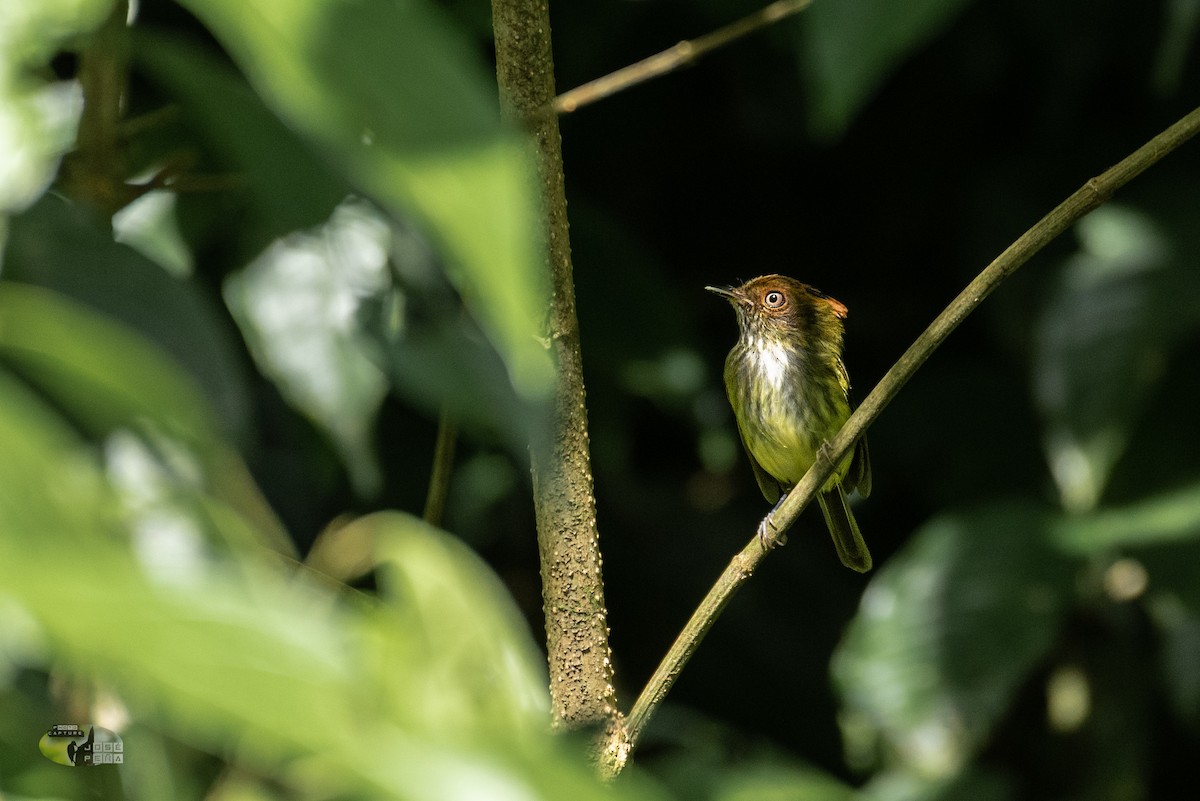 Scale-crested Pygmy-Tyrant - ML198917271