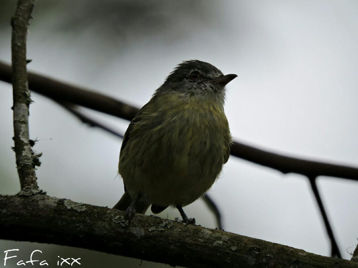 White-fronted Tyrannulet - ML198917761