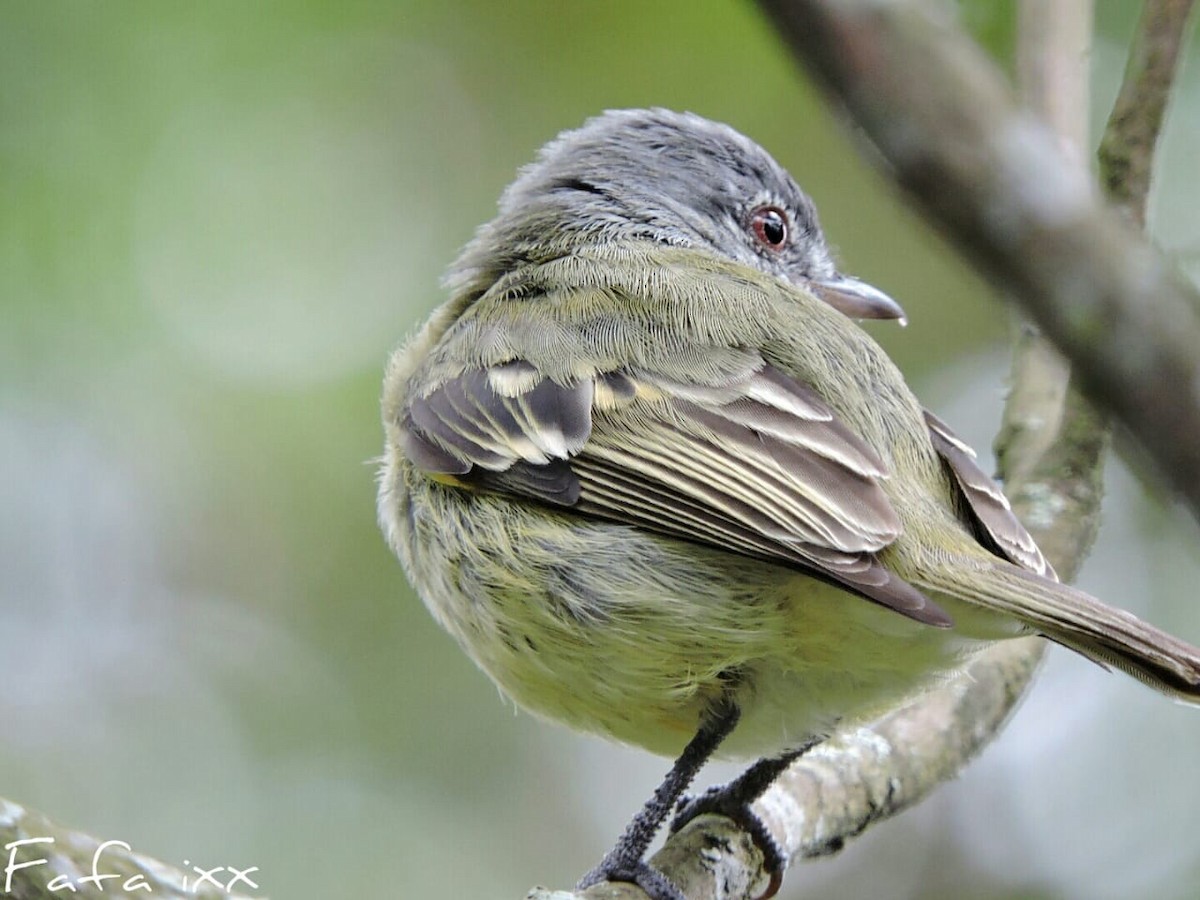 White-fronted Tyrannulet - ML198917801