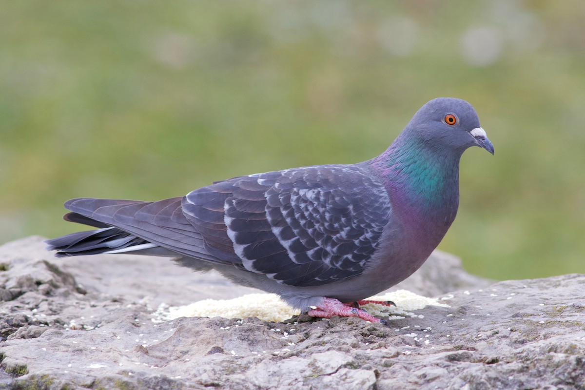 Rock Pigeon (Feral Pigeon) - ML198918281
