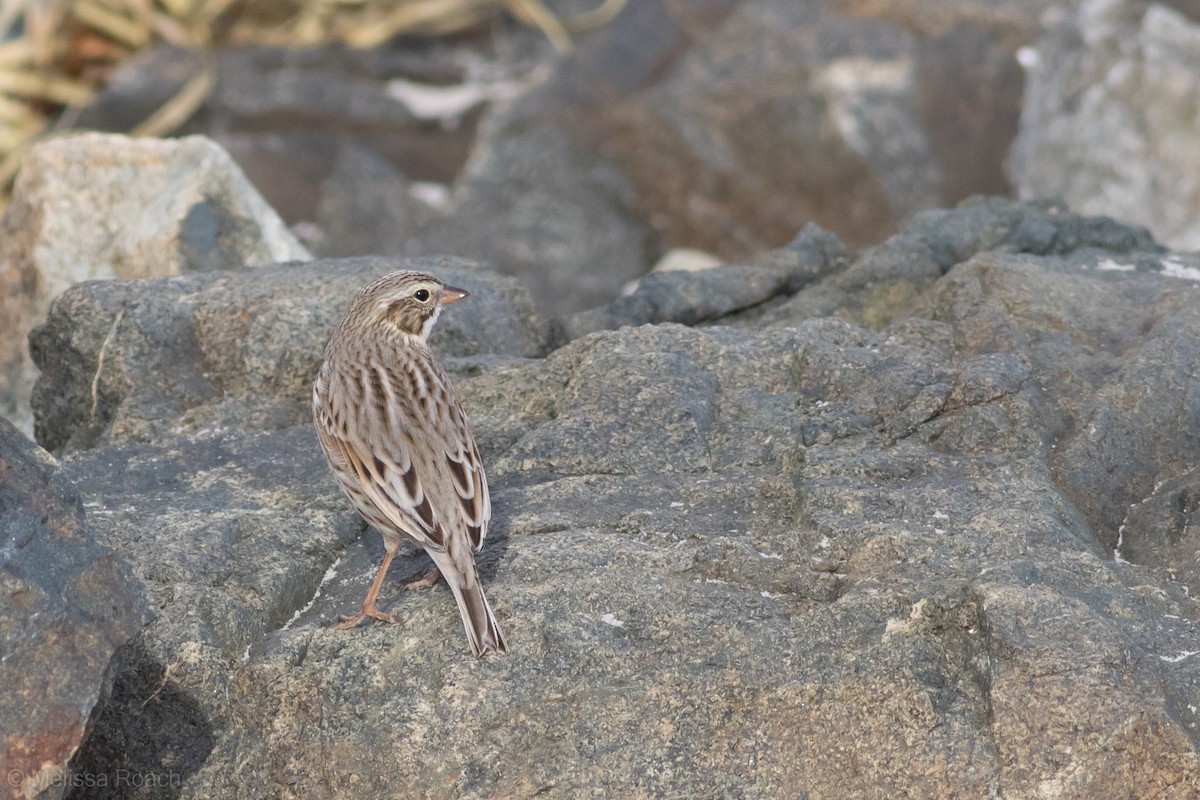 Savannah Sparrow (Ipswich) - ML198918571