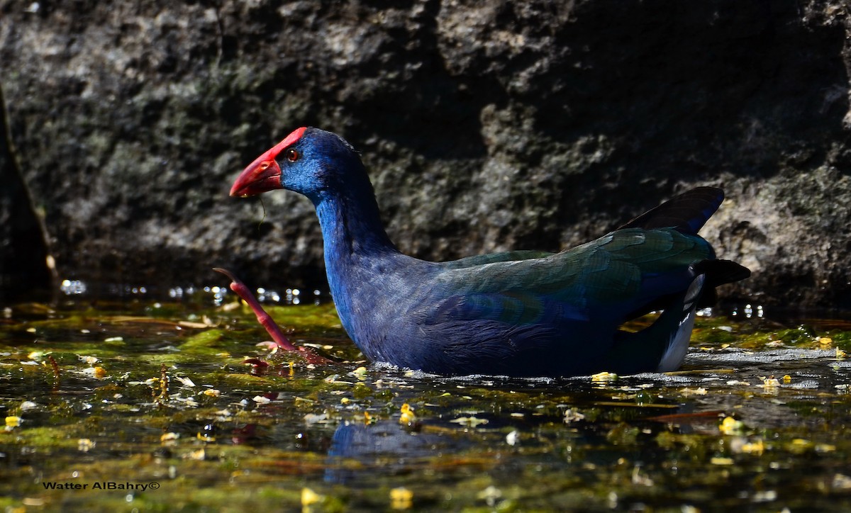 African Swamphen - Watter AlBahry