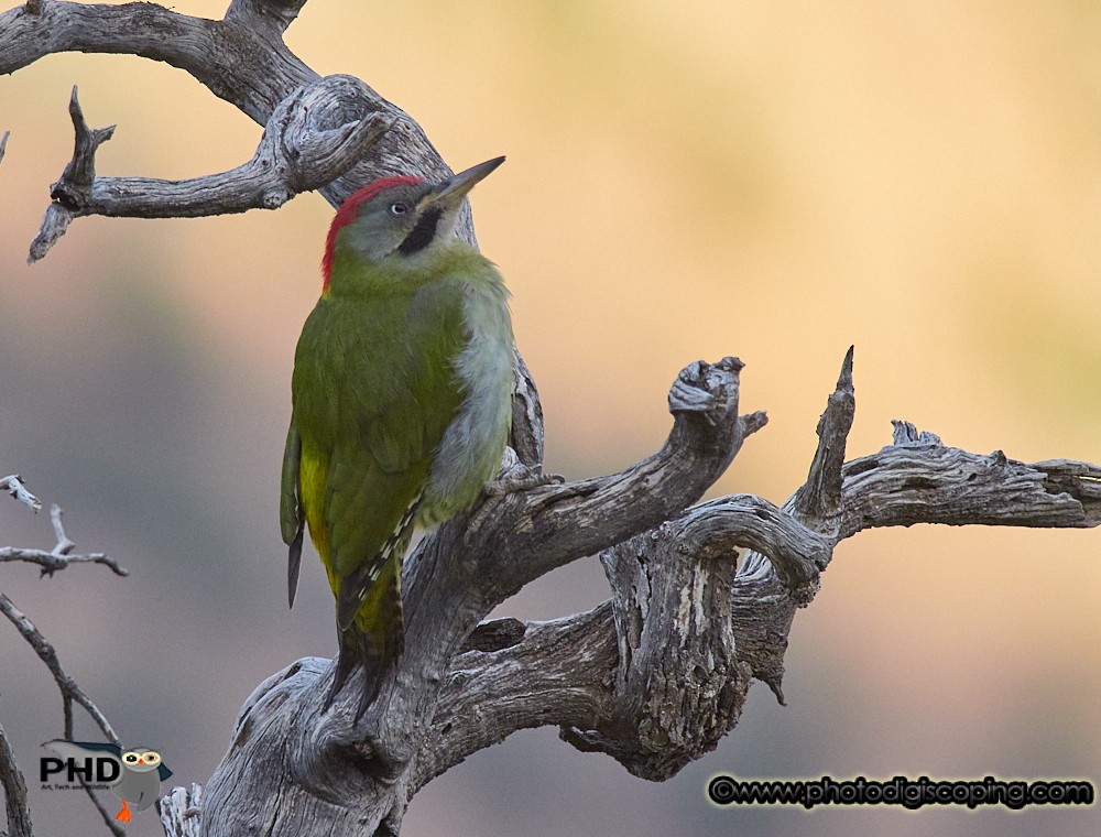 Levaillant's Woodpecker - Marcos Lacasa