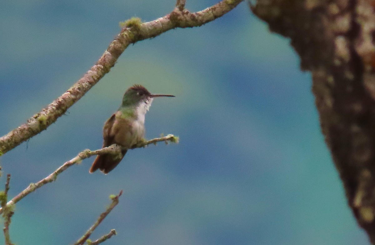 Azure-crowned Hummingbird - ML198924821