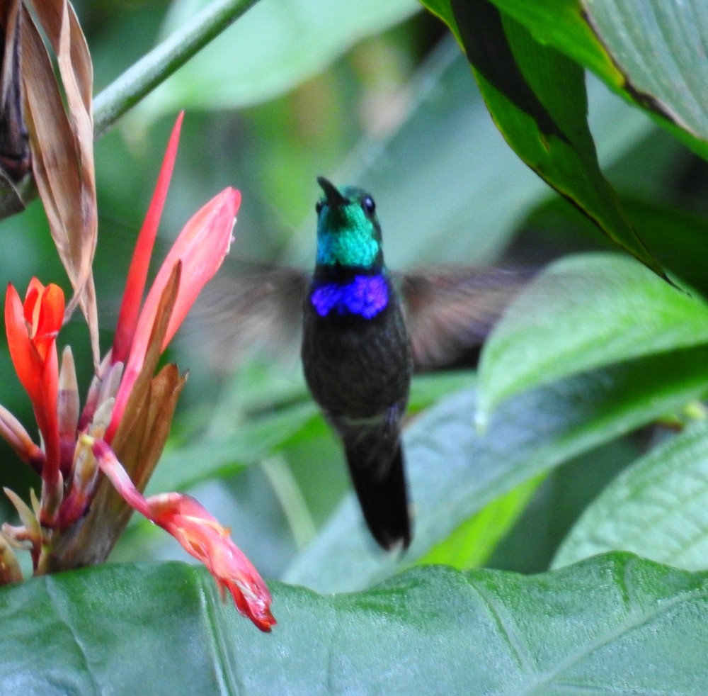 Violet-chested Hummingbird - Fernando Nunes