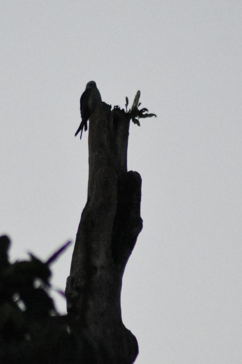 Plumbeous Kite - ADRIAN GRILLI