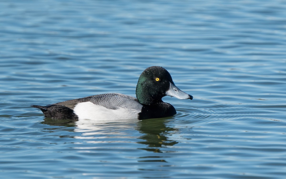 Greater Scaup - ML198927701