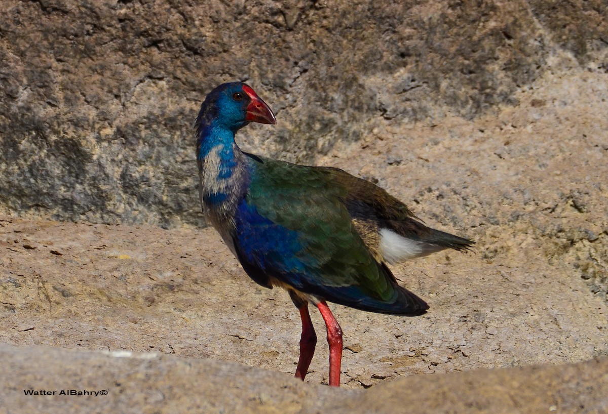 African Swamphen - Watter AlBahry