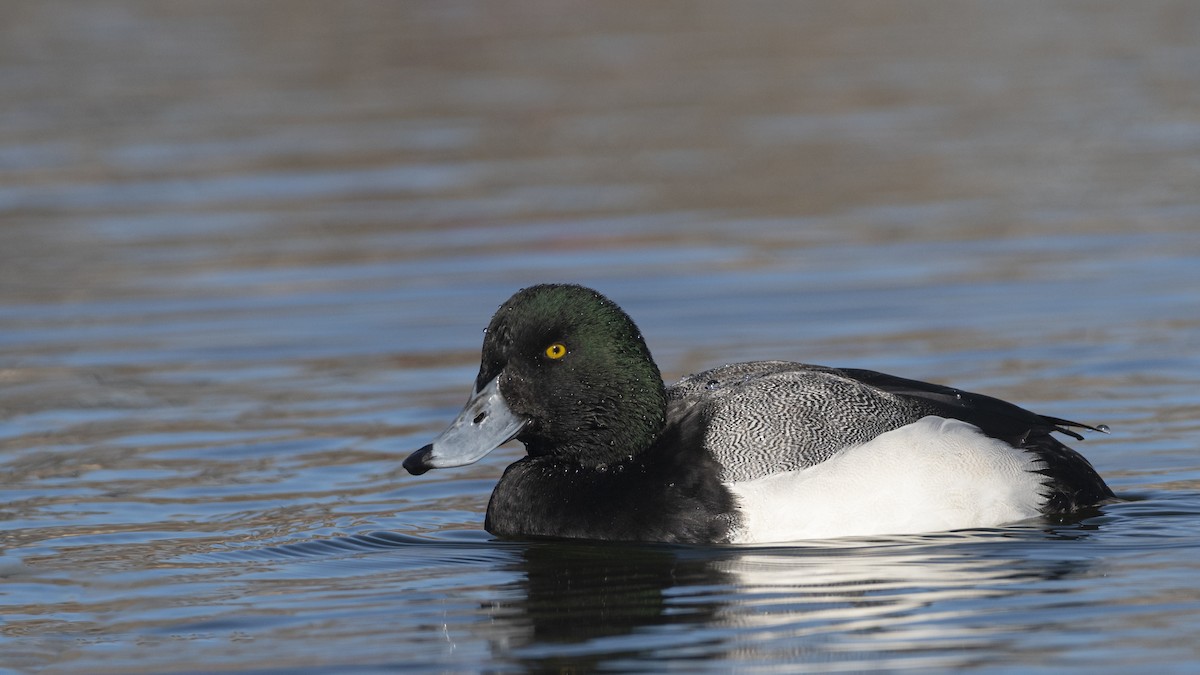 Greater Scaup - ML198932021
