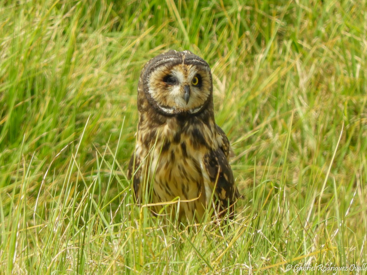 Short-eared Owl - ML198933101