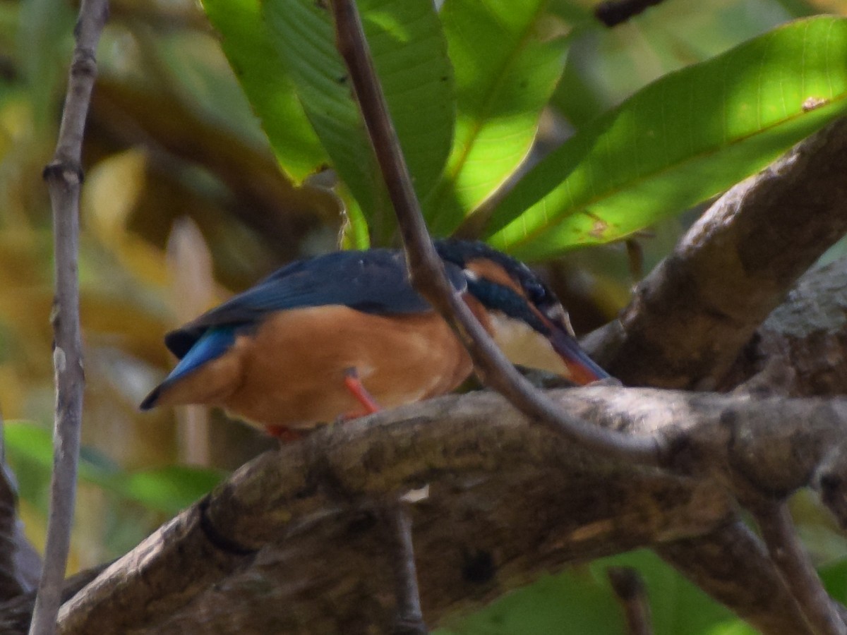 Blue-eared Kingfisher - William Stephens