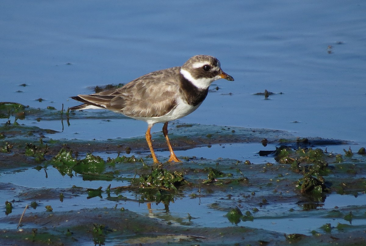 Common Ringed Plover - ML198941091