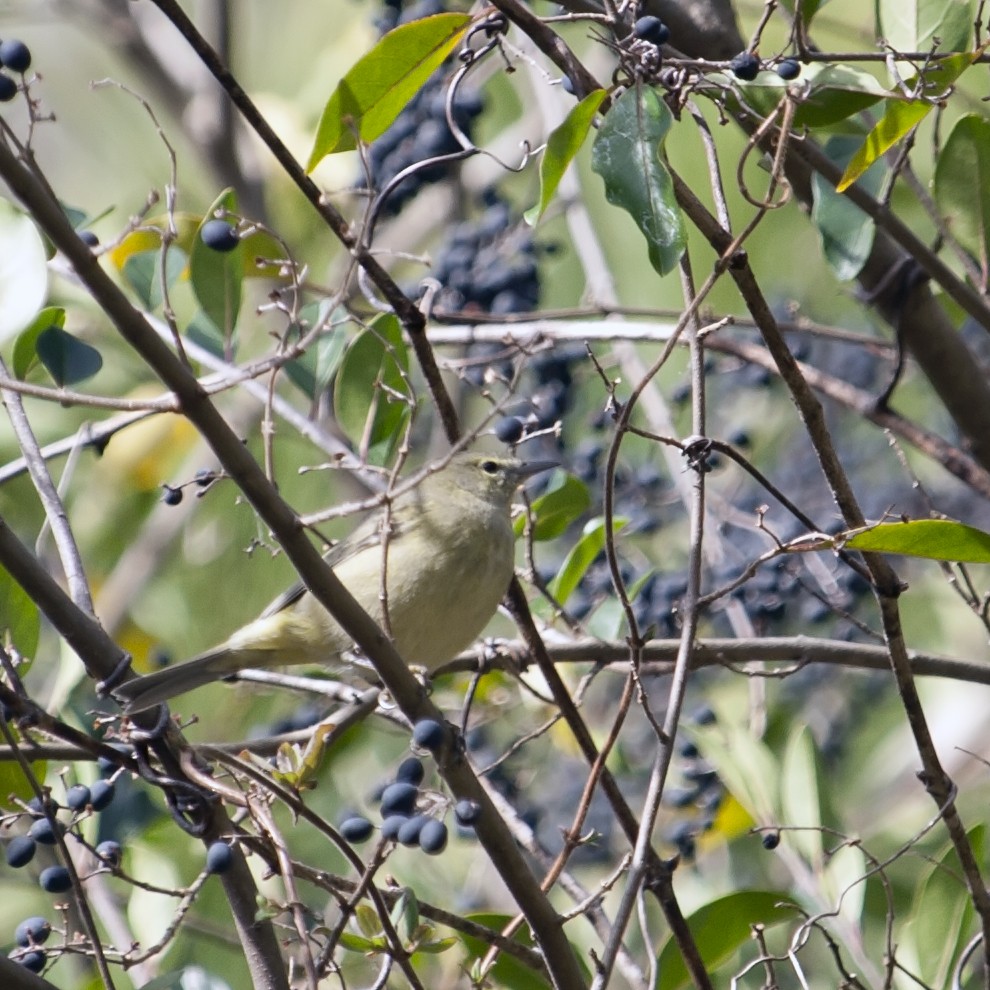Orange-crowned Warbler - Jeremy Rardin