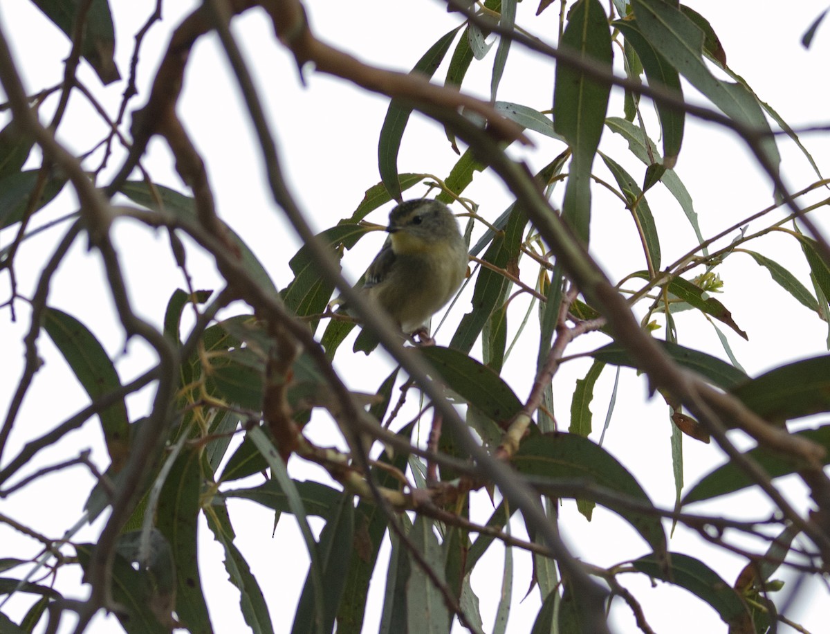 Spotted Pardalote - ML198950981