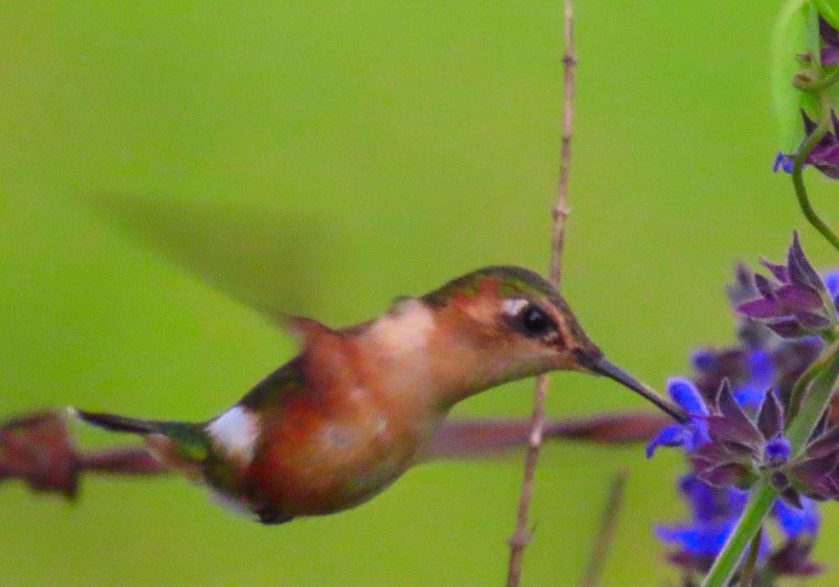 Sparkling-tailed Hummingbird - ML198951091