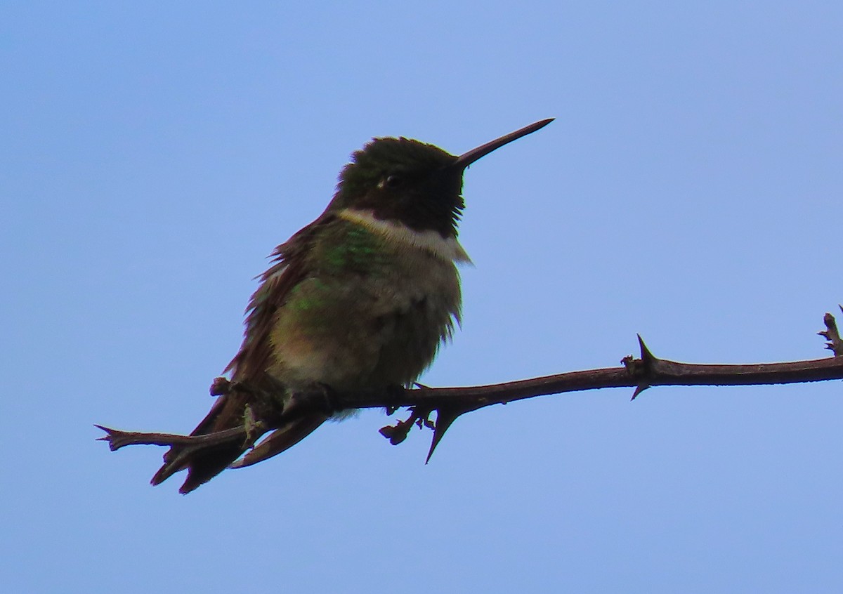 Ruby-throated Hummingbird - ML198951201