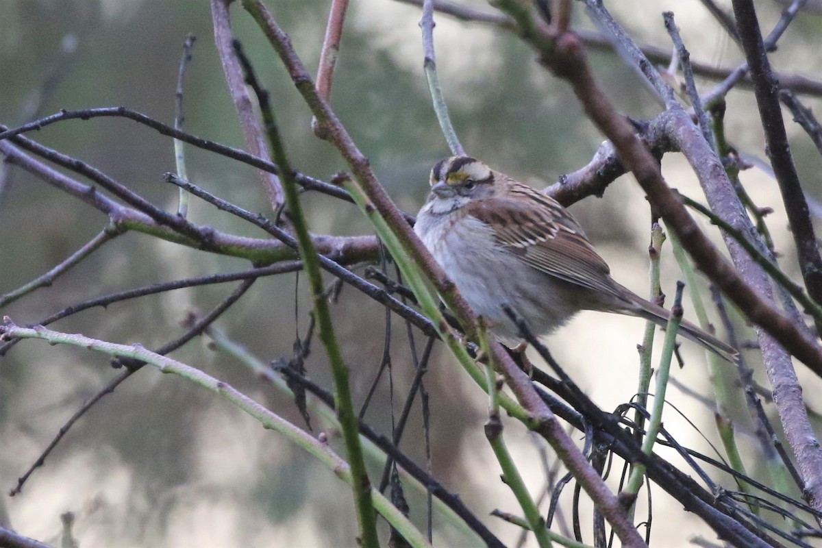 White-throated Sparrow - Steve Hampton