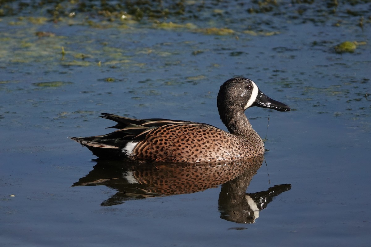 Blue-winged Teal - ML198951621