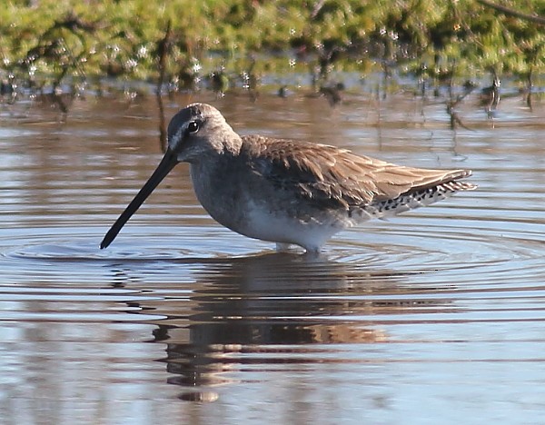 Long-billed Dowitcher - ML198951981
