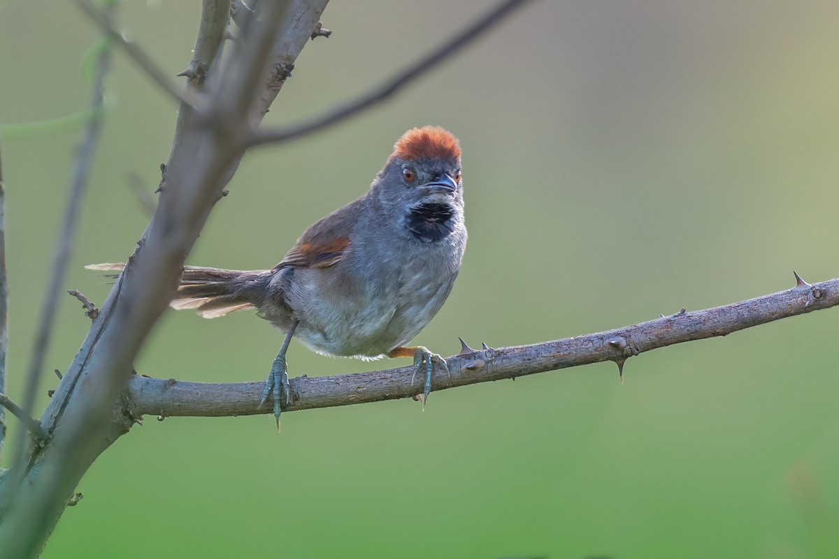 Cinereous-breasted Spinetail - ML198955201
