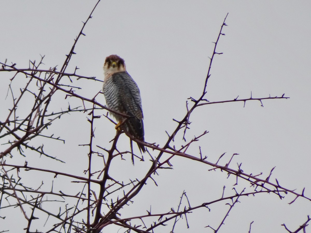 Red-necked Falcon - ML198956081