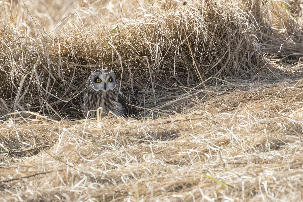 Short-eared Owl - ML198956301