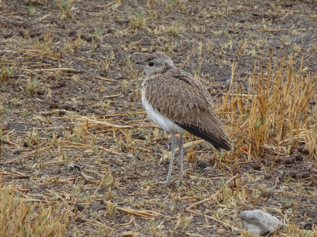 Double-banded Courser - Claire Bélanger