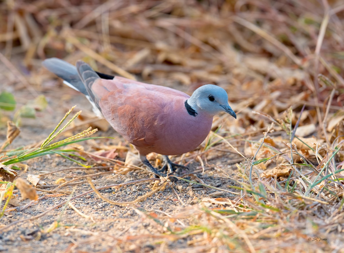 Red Collared-Dove - ML198957141