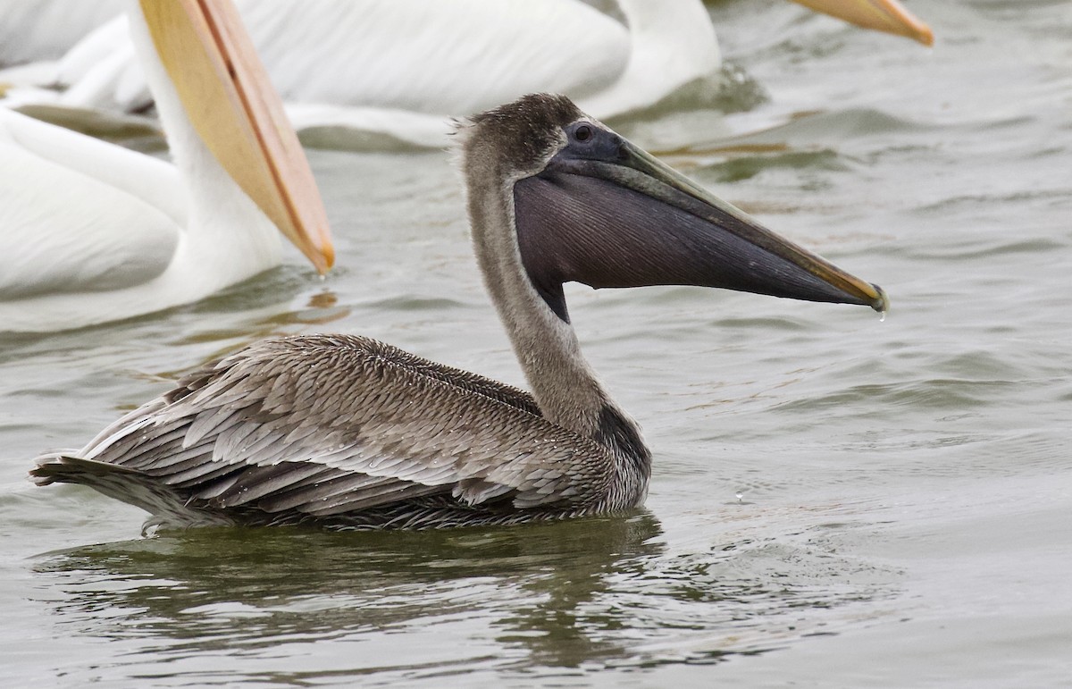 Brown Pelican - Lance Runion 🦤
