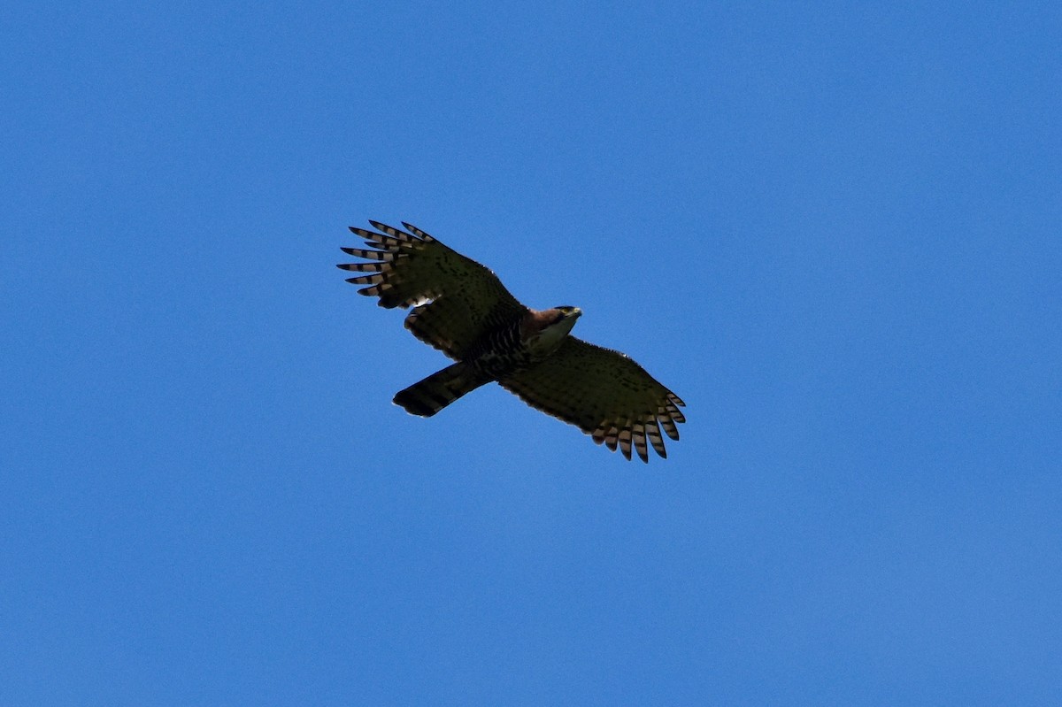 Ornate Hawk-Eagle - ML198964091