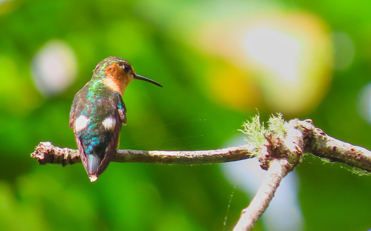 Sparkling-tailed Hummingbird - ML198969151
