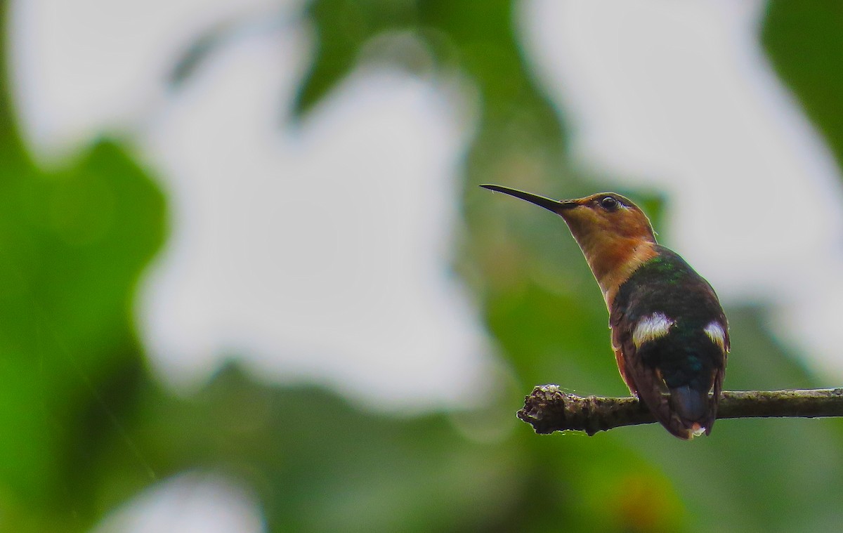 Sparkling-tailed Hummingbird - Denilson  Ordoñez