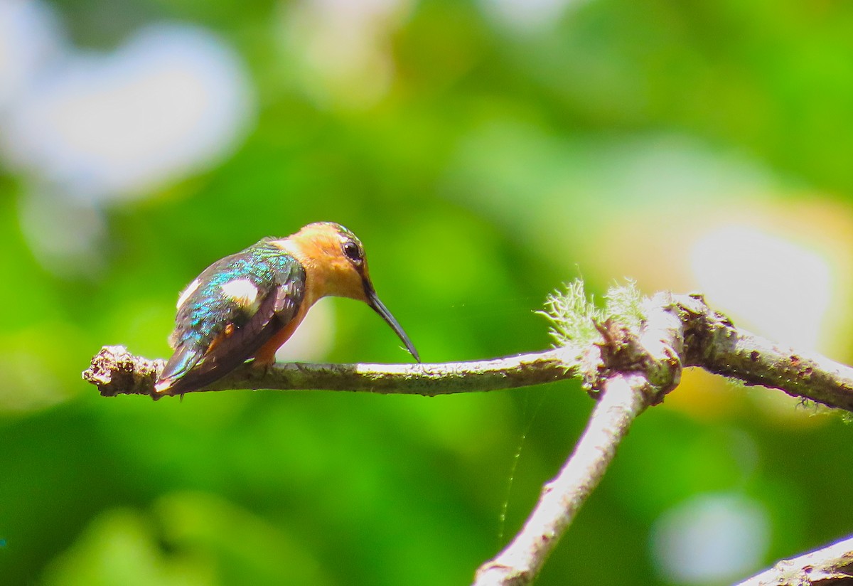 Sparkling-tailed Hummingbird - Denilson  Ordoñez