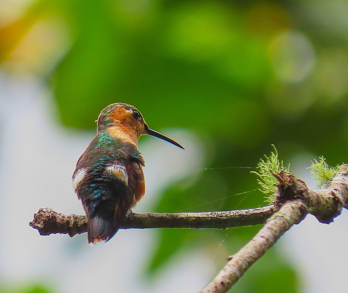Sparkling-tailed Hummingbird - ML198969221