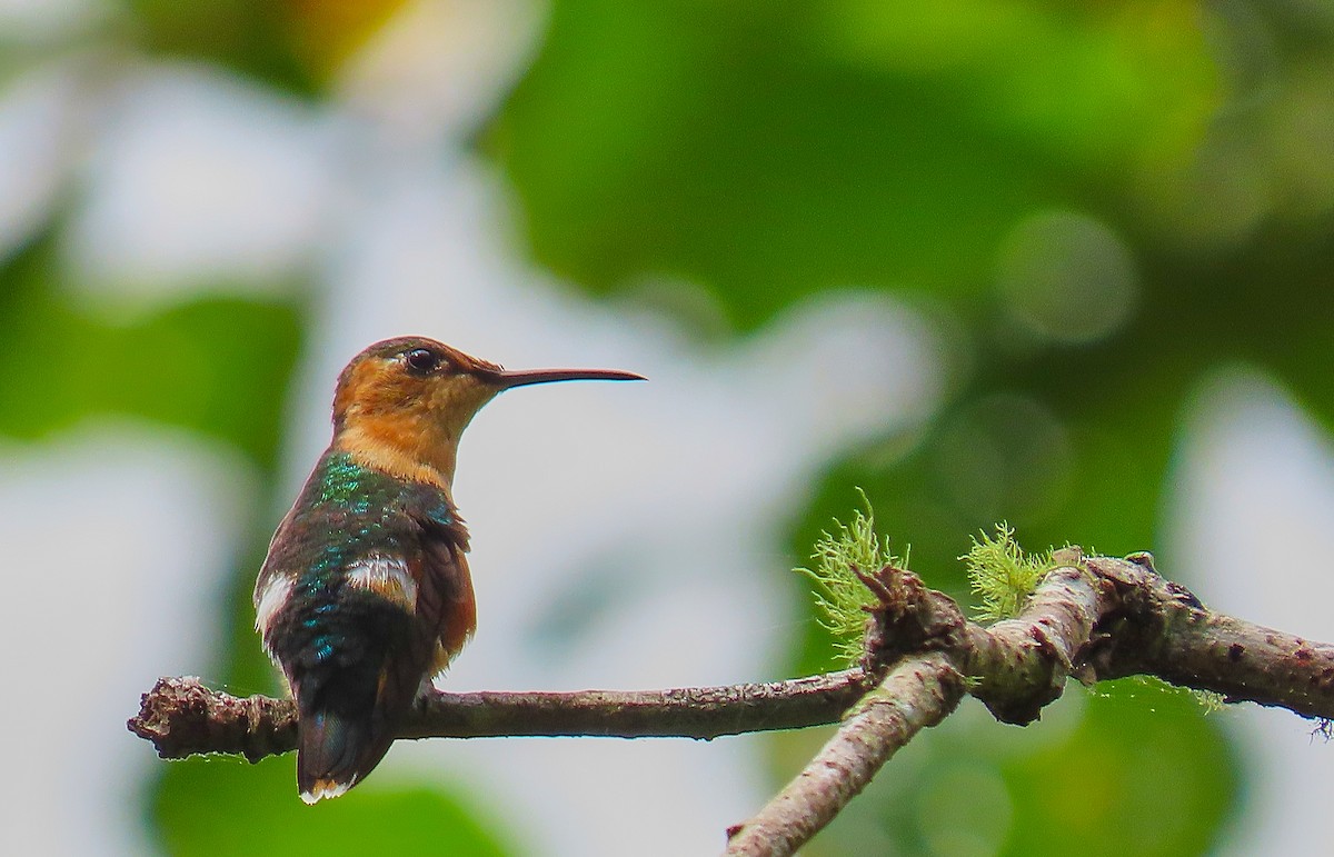 Sparkling-tailed Hummingbird - ML198969261