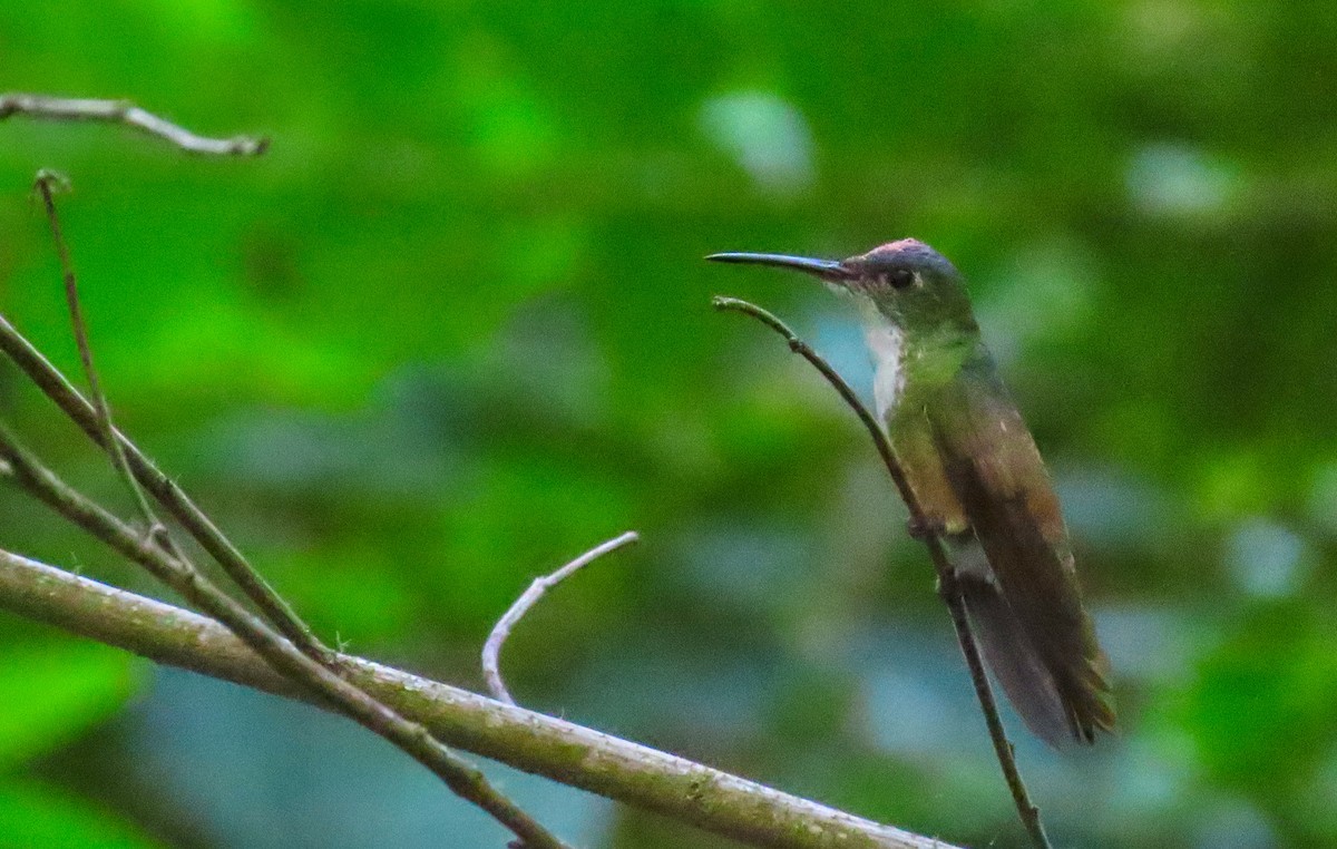 Azure-crowned Hummingbird - Denilson  Ordoñez