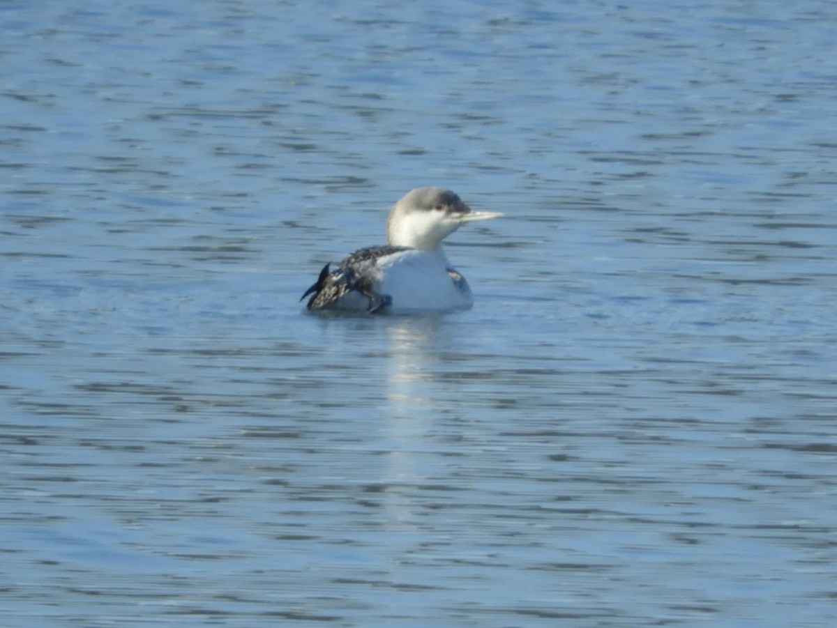 Red-throated Loon - ML198972811