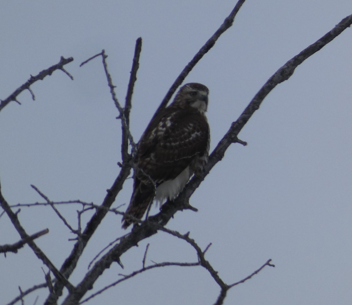 Red-tailed Hawk - ML198976341