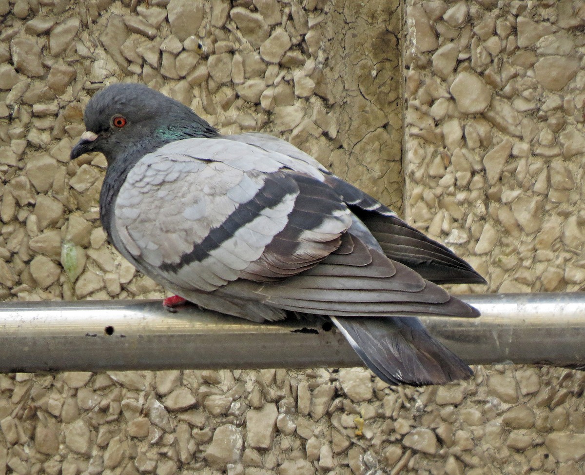 Rock Pigeon (Feral Pigeon) - Simon Hitchen